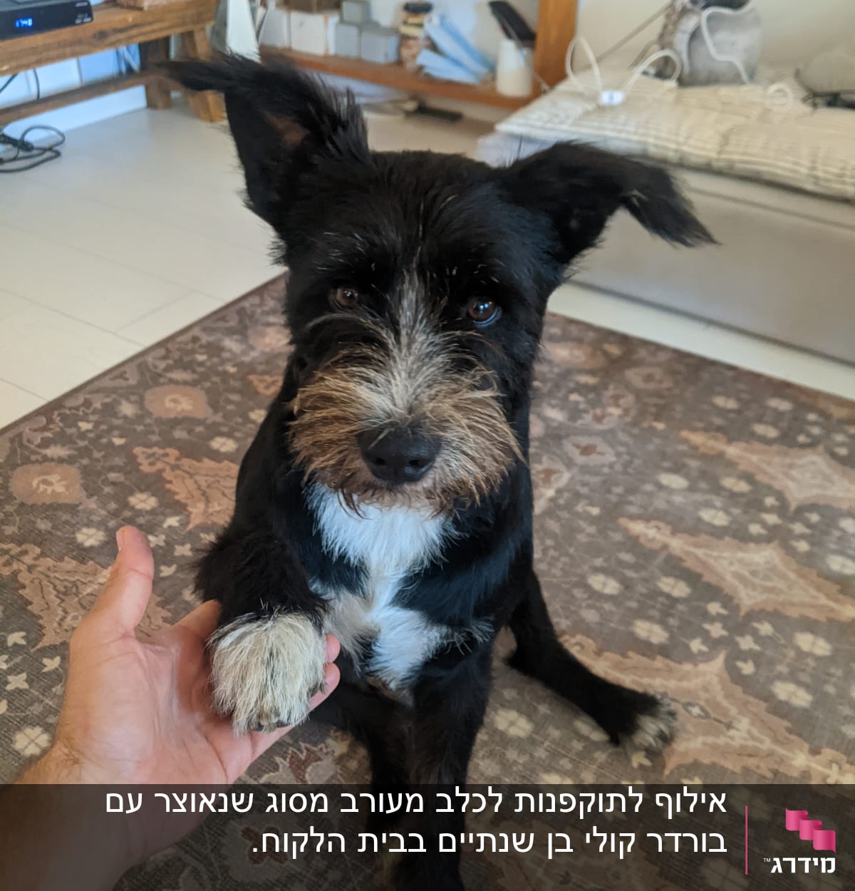 כלב לוחץ יד עם אדם על שטיח